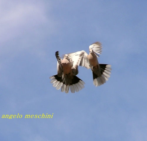 Tortora dal collare orientale - Streptopelia decaocto